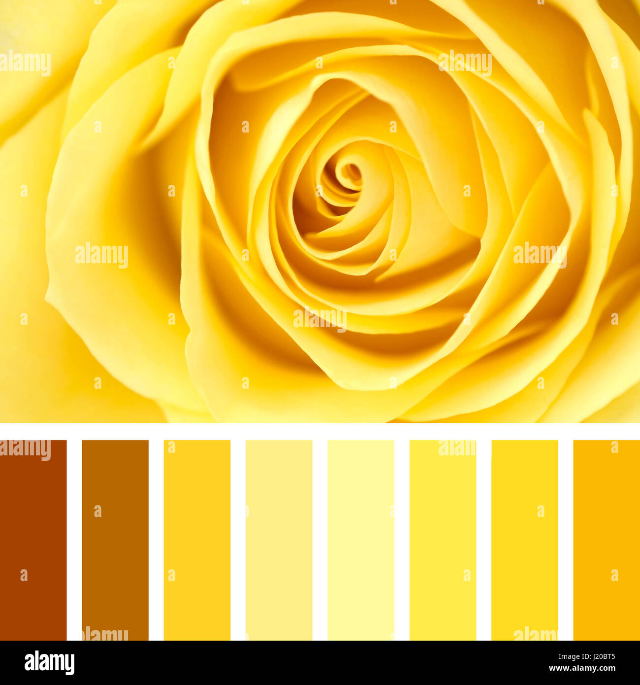 Closeup of a delicate yellow rose, in a colour palette with complimentary colour swatches. Stock Photo
