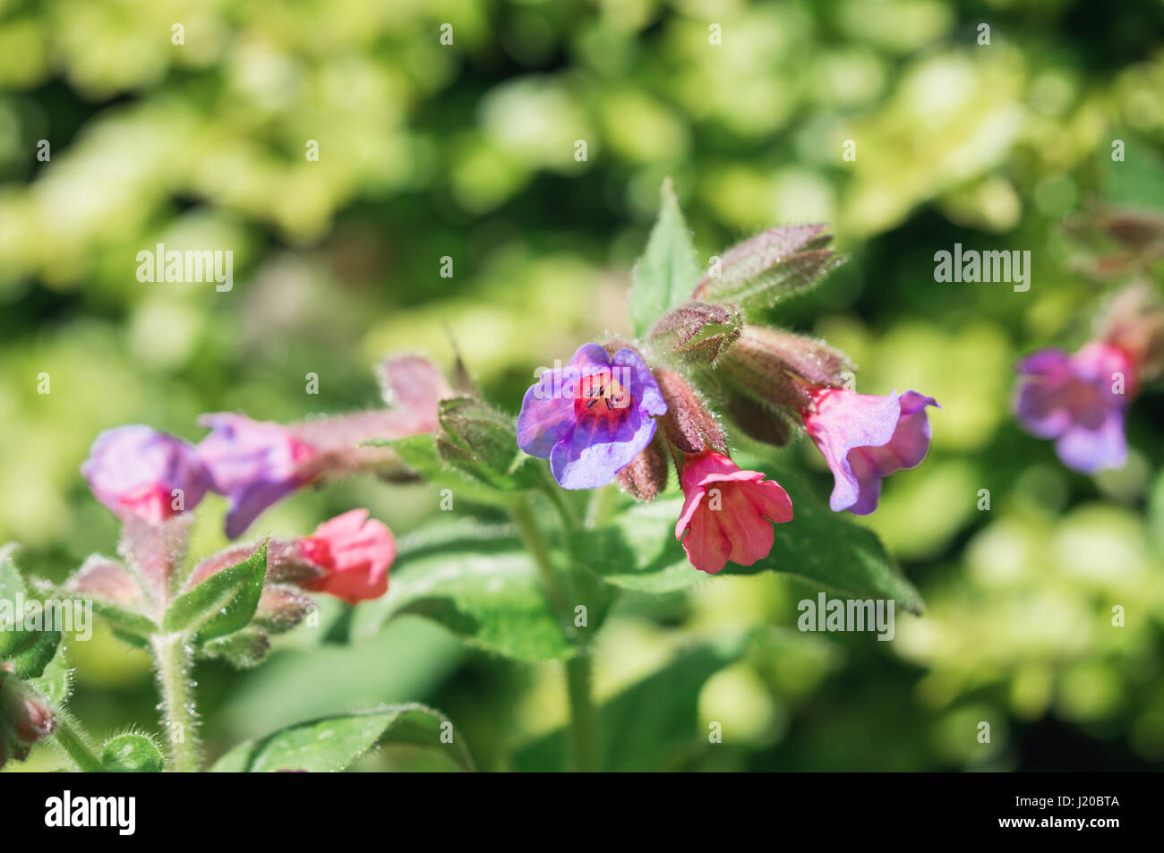 The delicate pink and purple flowers of the pulmonaria, or lungwort plant. Stock Photo