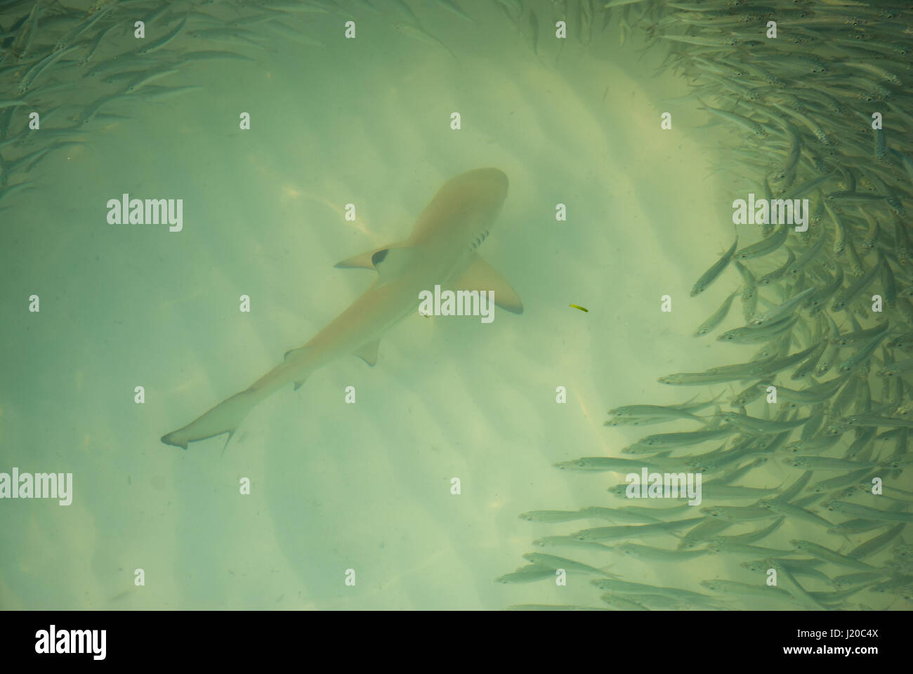 Black Tipped Reef sharks, circling and hunting as pack in clear, shallow, water in The Maldive islands, Arabian Sea, Indian Ocean Stock Photo