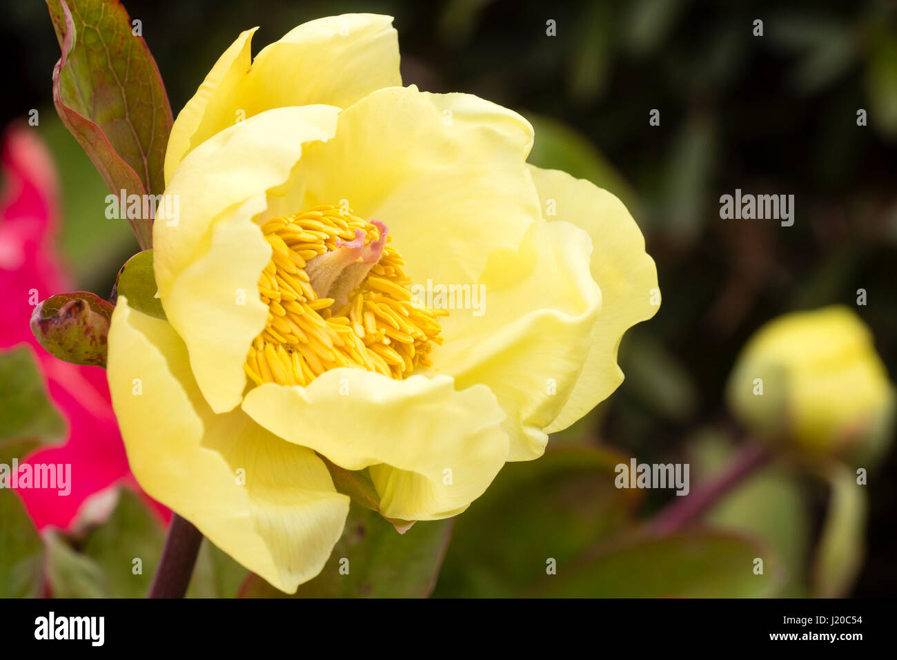 Molly flowers hi-res stock photography and images - Alamy