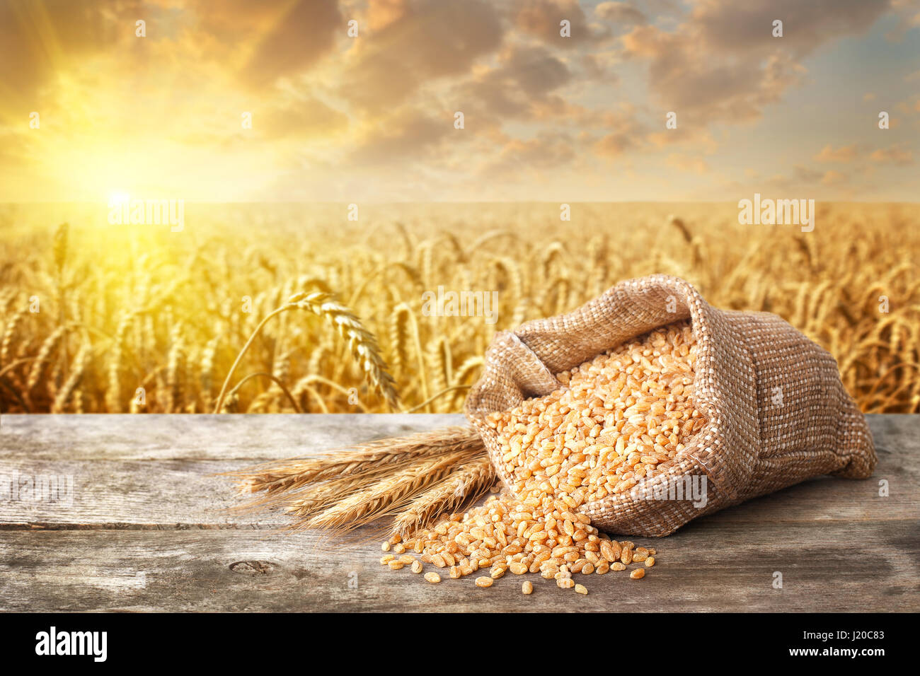 still life scattered  grains of bulgur and ears of wheat on table with ripe cereal field on the background.  Golden wheat field on sunset. Healthy eat Stock Photo