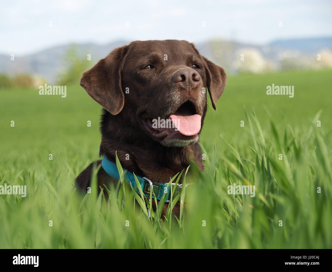 brown labrador retriever dog lying in the grass Stock Photo