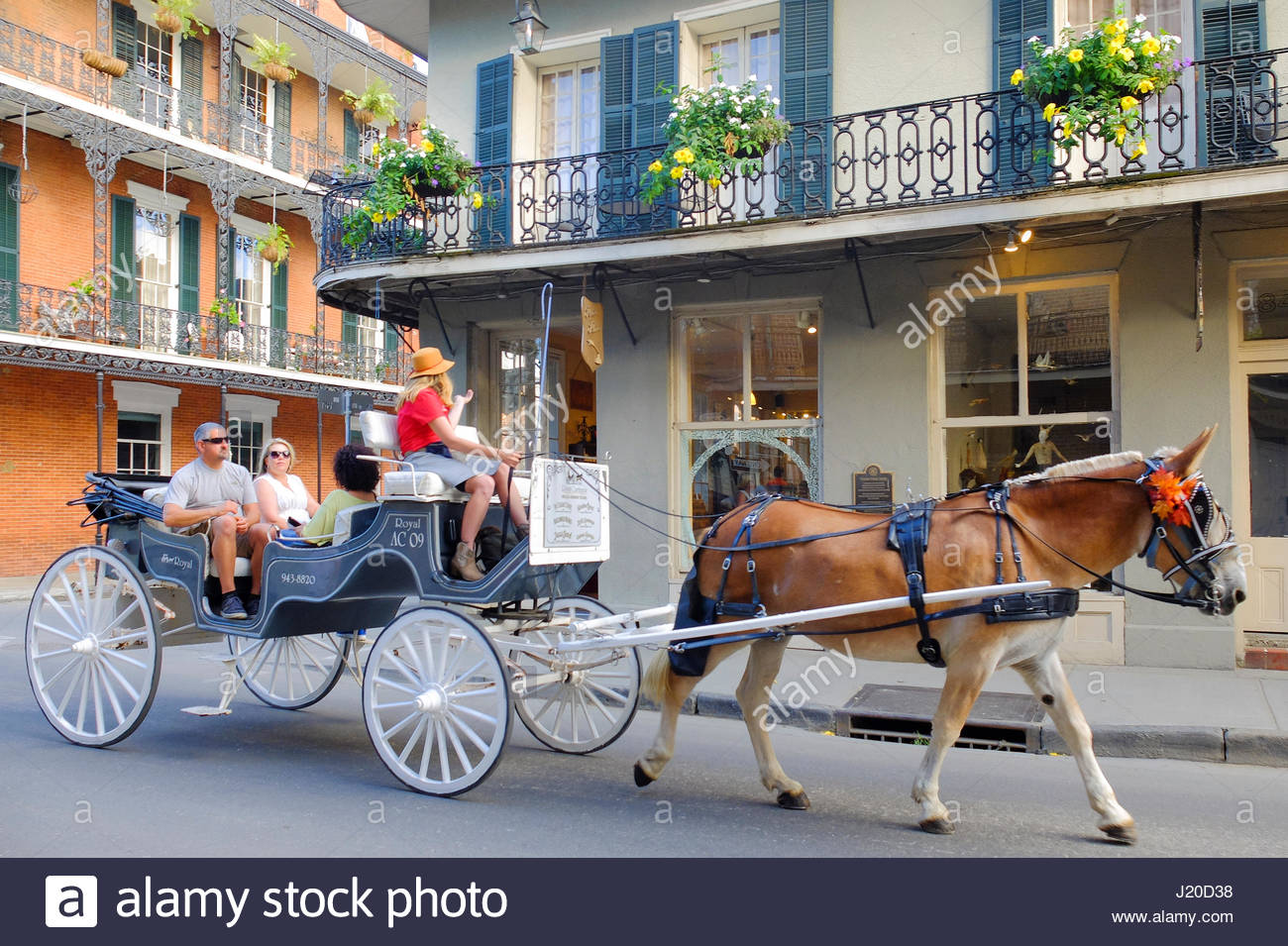 horse carriage ride new orleans