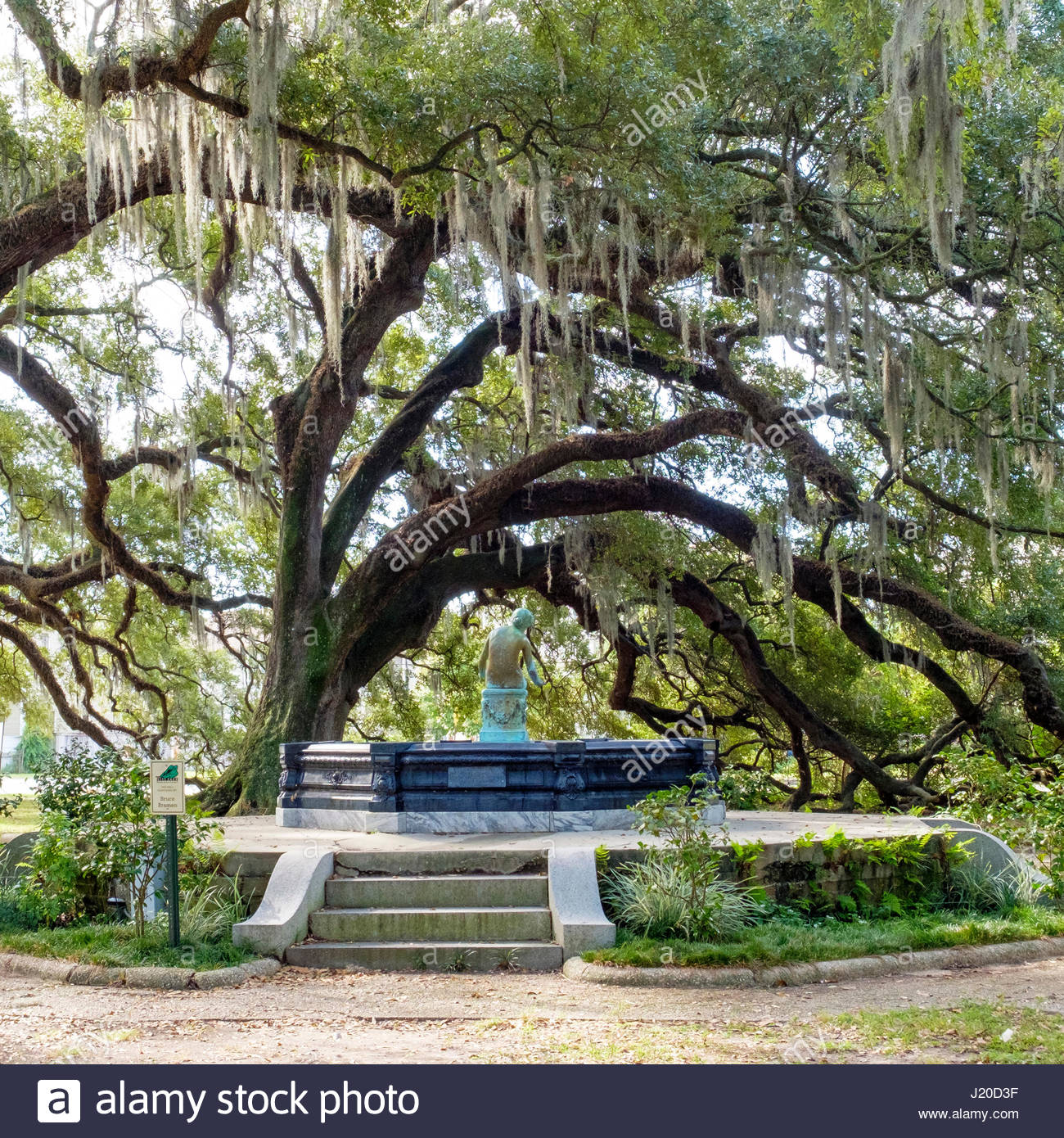 Live Oak Tree Branches High Resolution Stock Photography and Images - Alamy