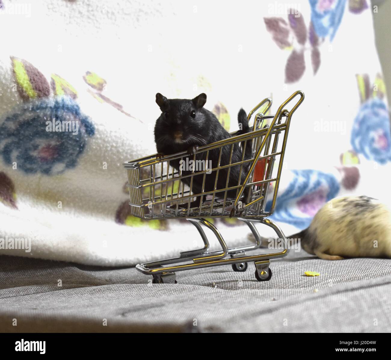 Black gerbil sitting in a miniature shopping trolley Stock Photo