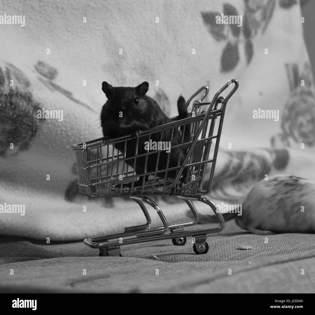 Black gerbil sitting in a miniature shopping trolley Stock Photo