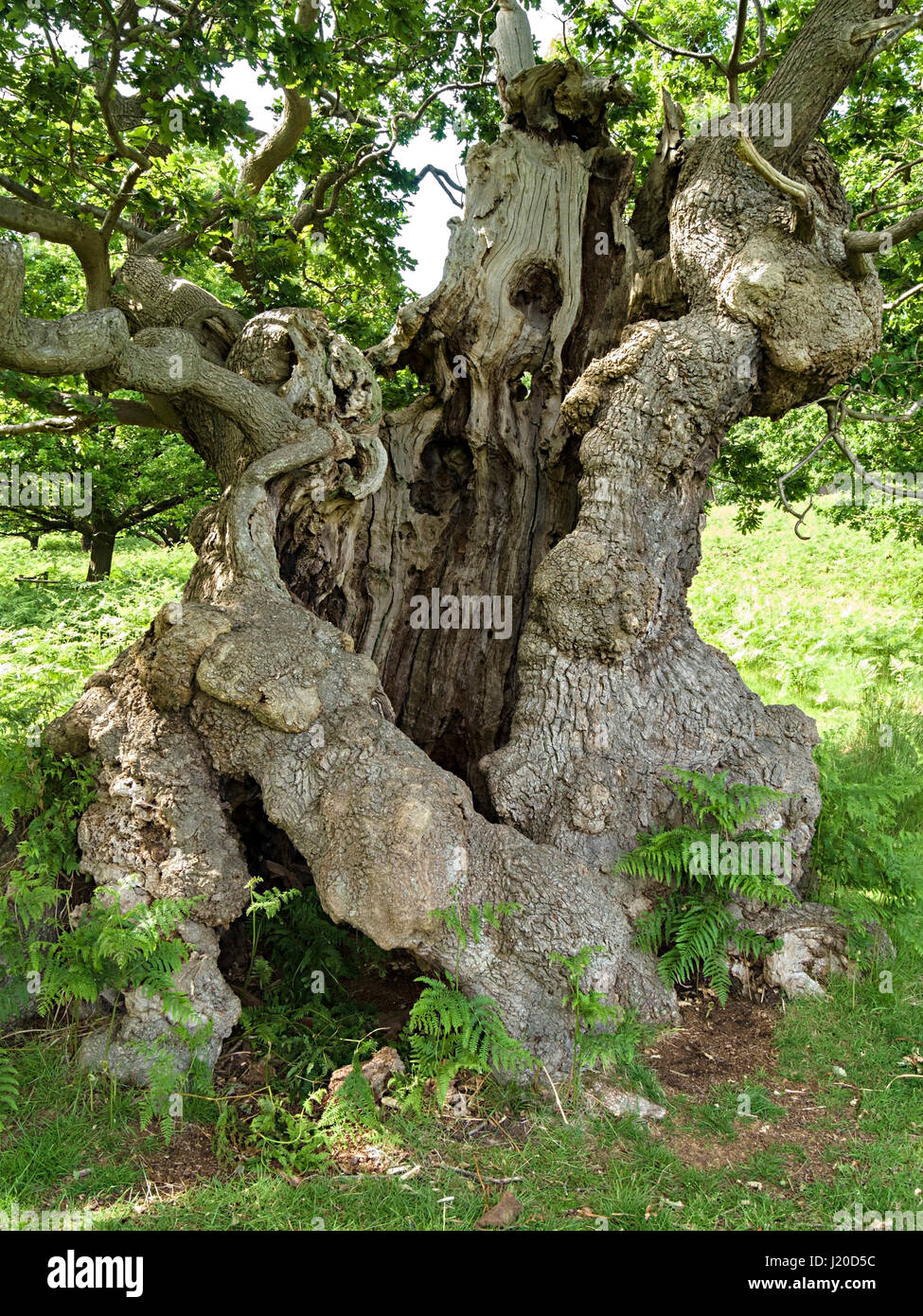 Old, gnarled, hollow English Oak tree trunk in Charnwood Forest