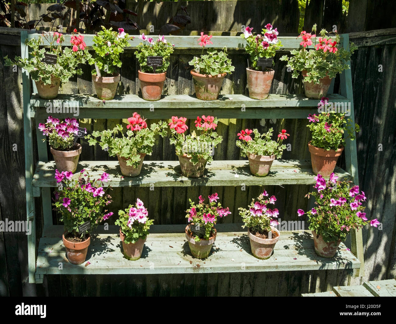 Ornamental plant display shelving stand with pelargoniums hanging on