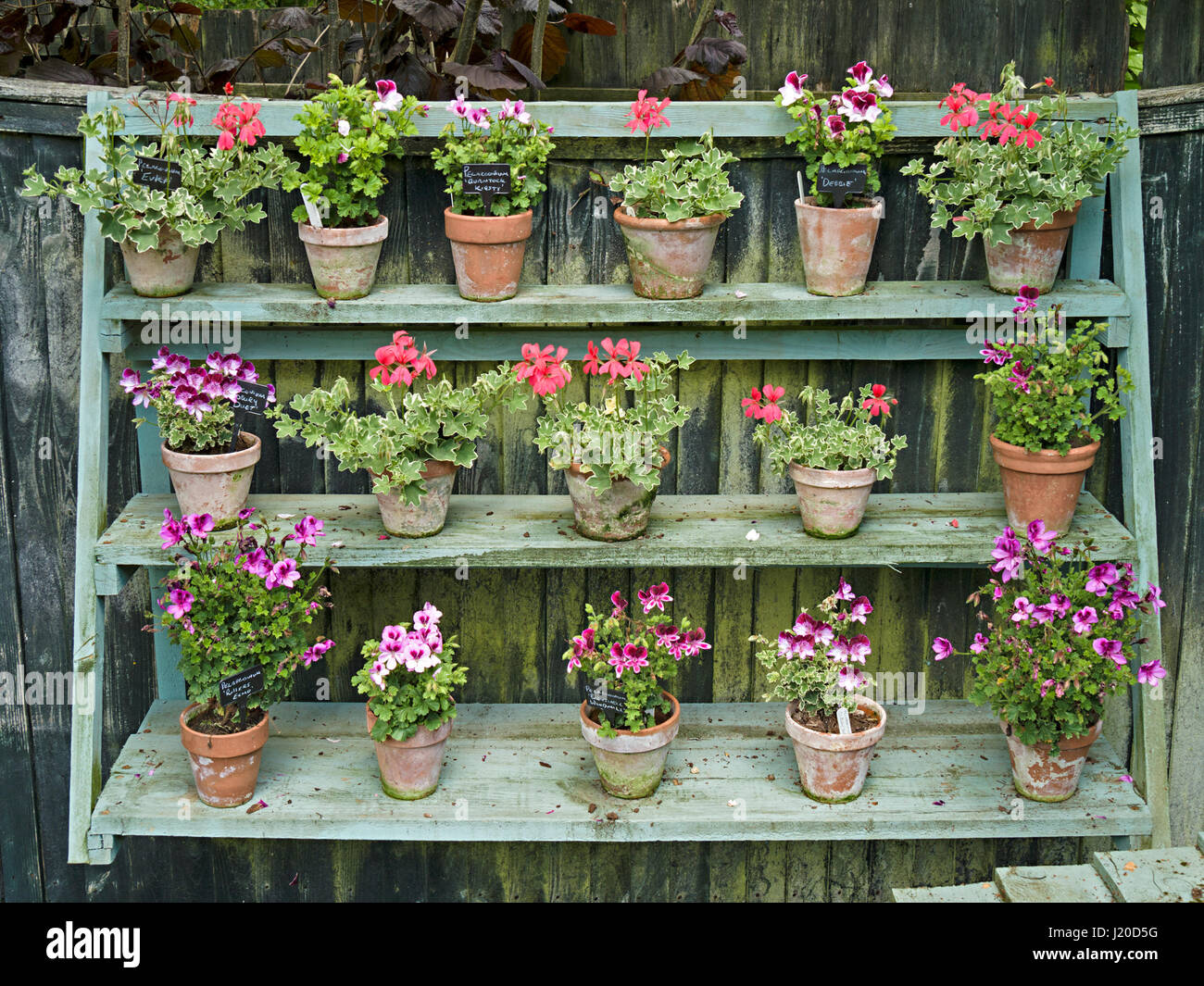 Ornamental plant display shelving stand with pelargoniums hanging on wooden fence, auricula theatre, Barnsdale Gardens, Oakham, Rutland, England, UK Stock Photo