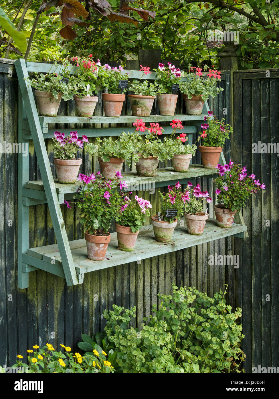 Ornamental plant display shelving stand with pelargoniums hanging on wooden fence, auricula theatre, Barnsdale Gardens, Oakham, Rutland, England, UK Stock Photo