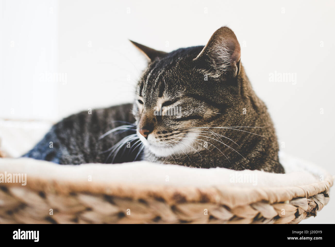 Tabby cat in a basket Stock Photo - Alamy