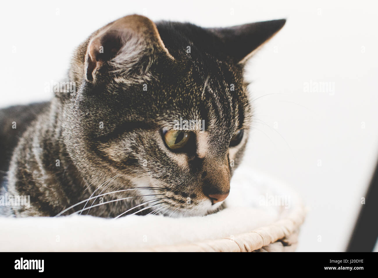 Tabby cat in a basket Stock Photo - Alamy