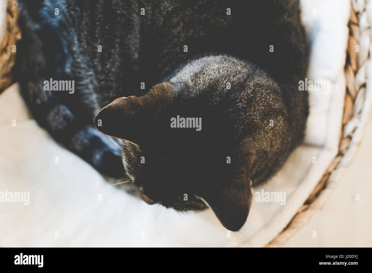 Cats sleeping in a basket Stock Photo Alamy