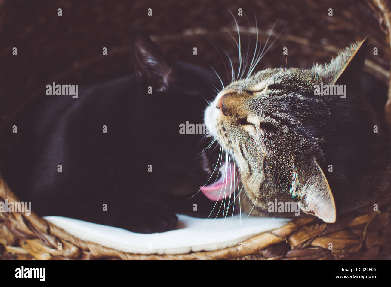 Cats grooming each other Stock Photo Alamy