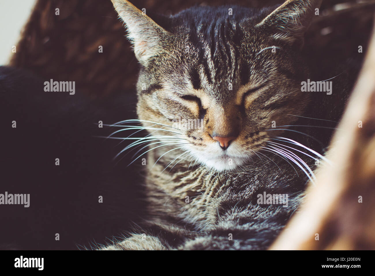 Cat asleep in basket hires stock photography and images Alamy