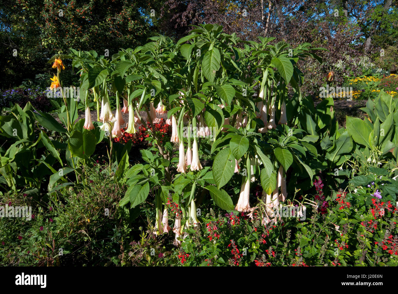 Angel's trumpet, Brugmansia, English Garden in Assiniboine Park Stock Photo