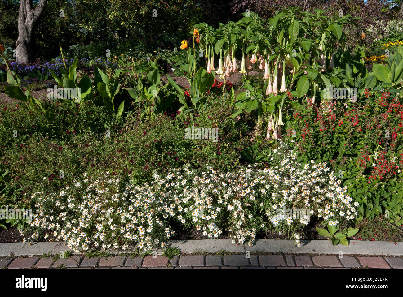 Flowering at English Garden, Assiniboine Park, Winnipeg, Manitoba, Canada Stock Photo