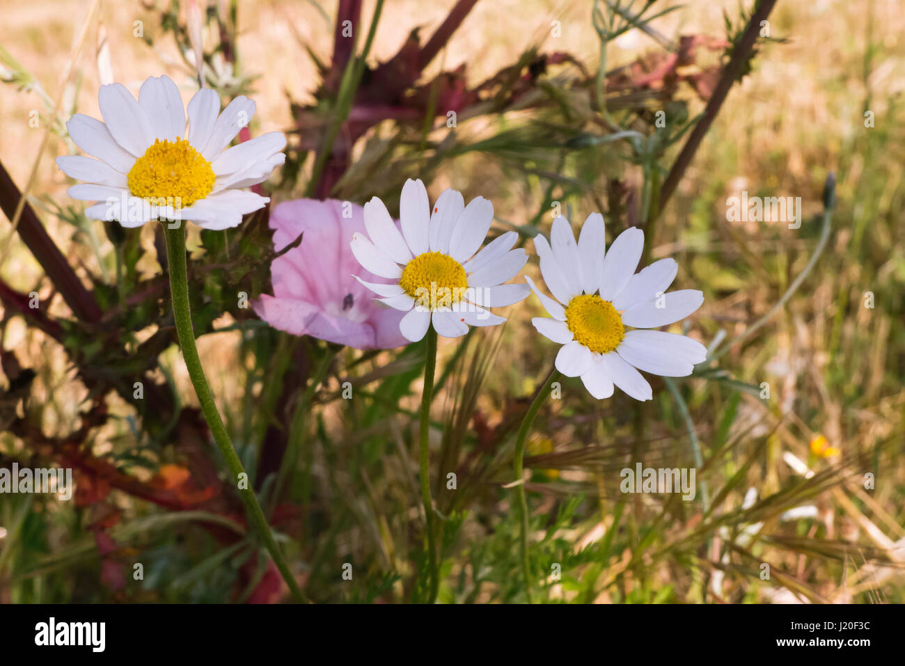 Wild flowers in biologic land of the Puglia. Stock Photo