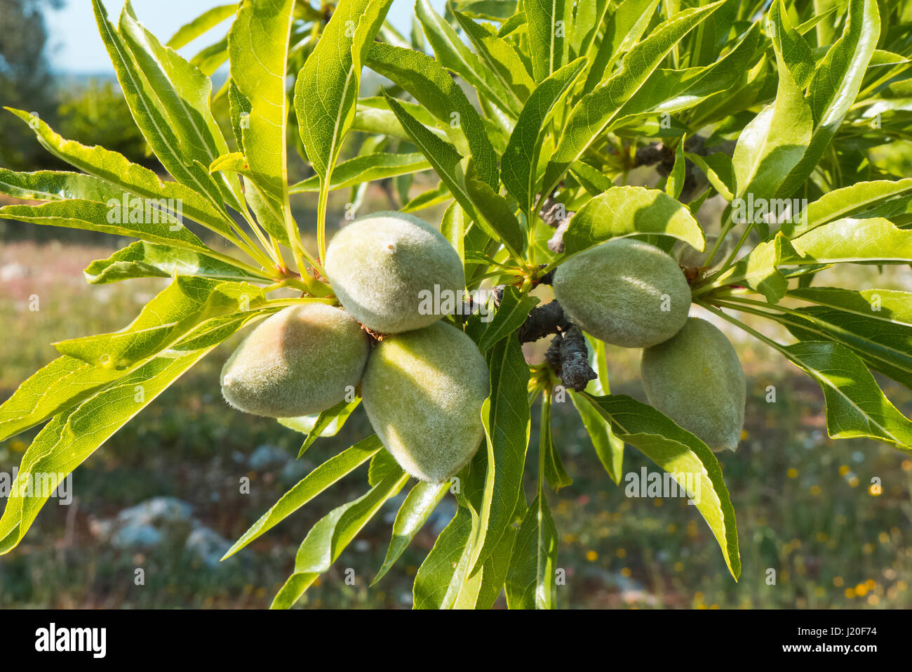 Almonds growing to hot sunlight of Puglia. Stock Photo