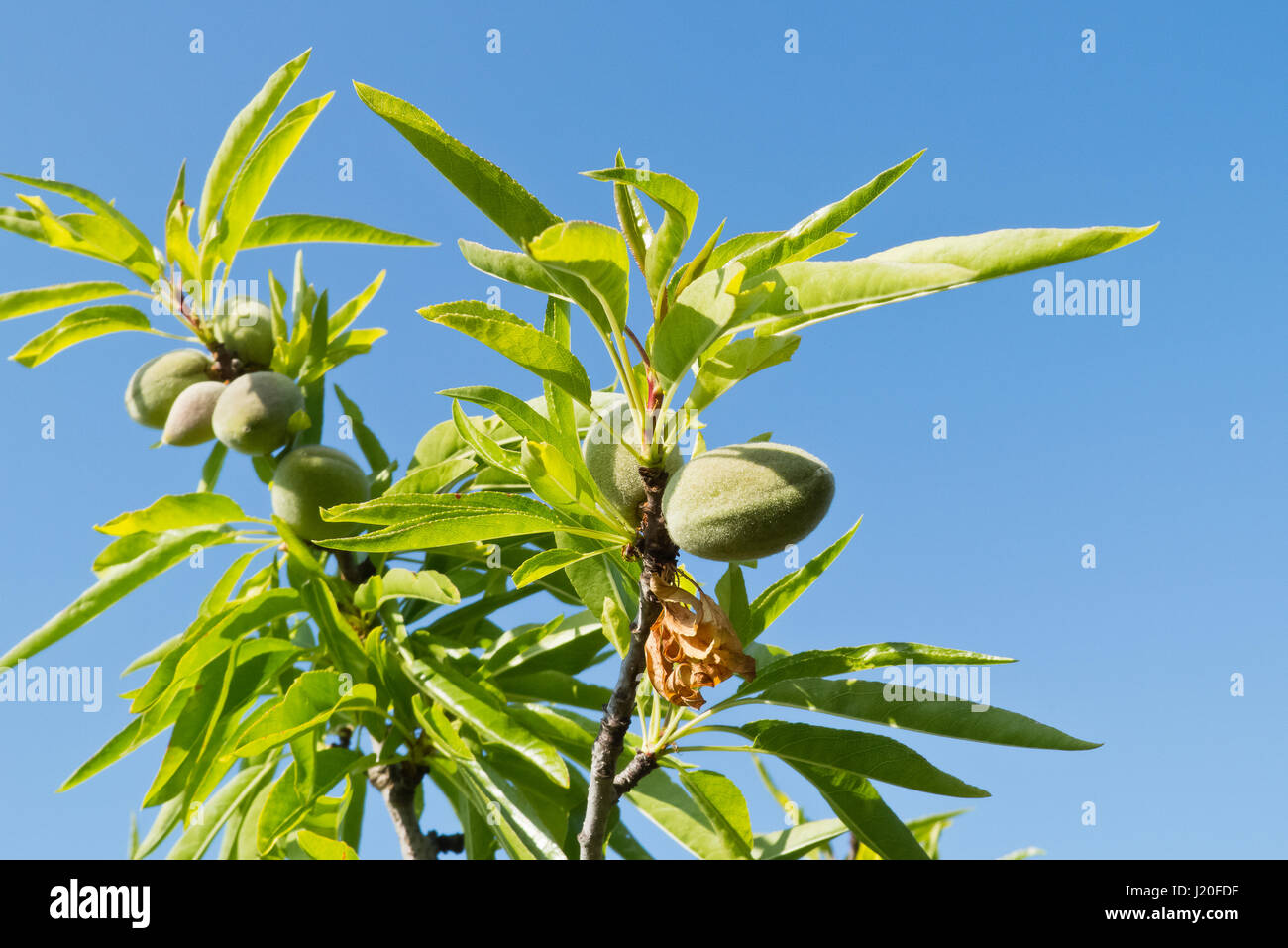 Almonds growing to hot sunlight of Puglia. Stock Photo