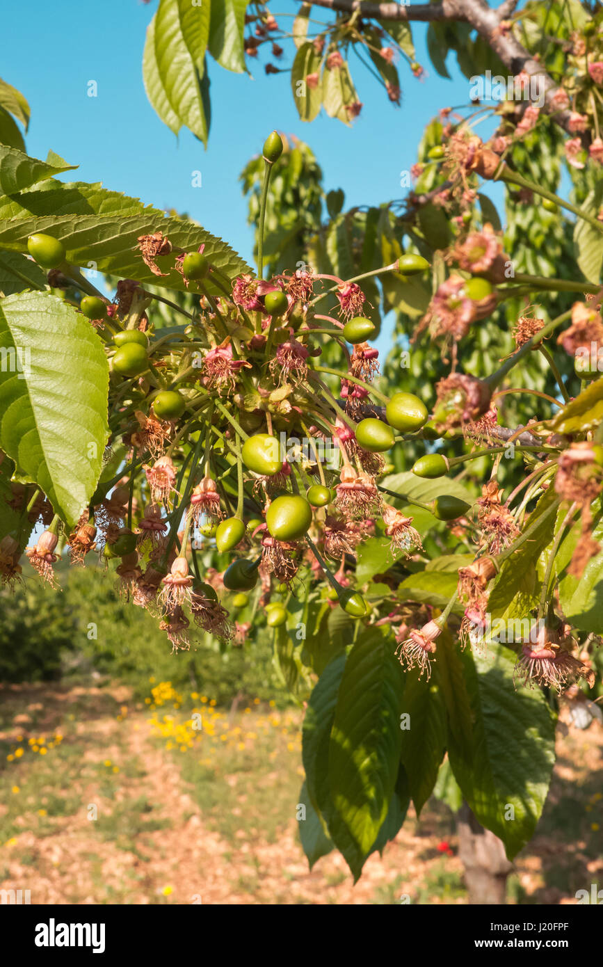 Ripen cherries in Puglia land. Stock Photo