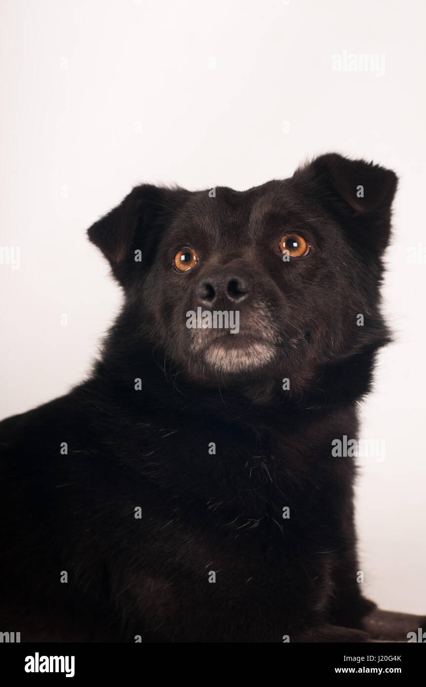 Mixed breed black dog portrait studio shot on white background Stock