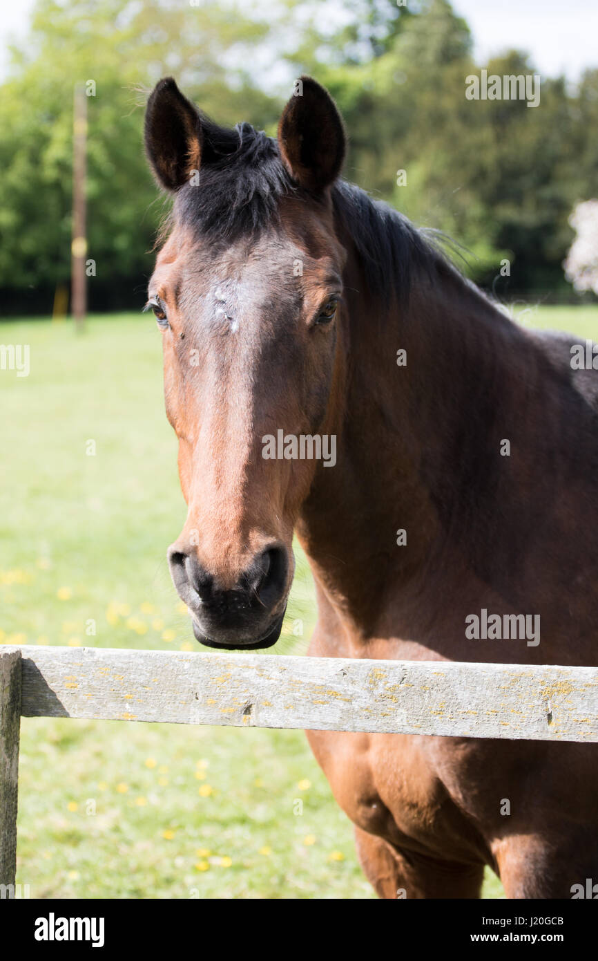 Brown Horse in a field Stock Photo - Alamy