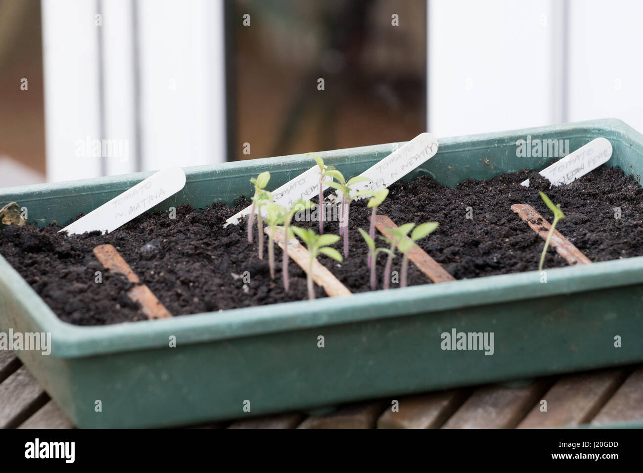 plants sprouting in a tray Stock Photo
