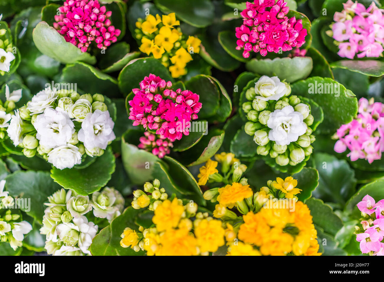 Calandiva flowers on display in pots Stock Photo