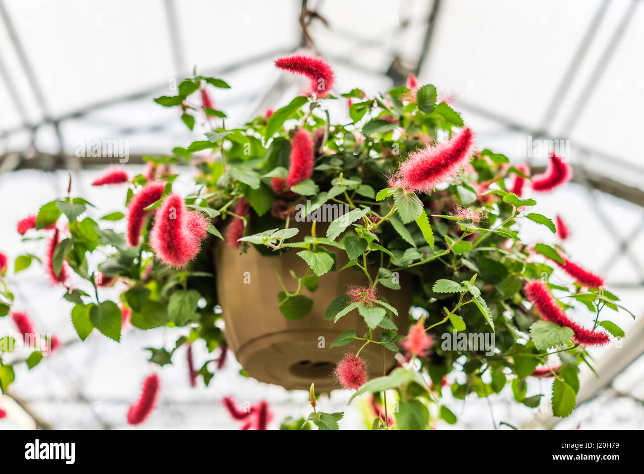 Chenille foxtail acalypha hanging flower pot Stock Photo