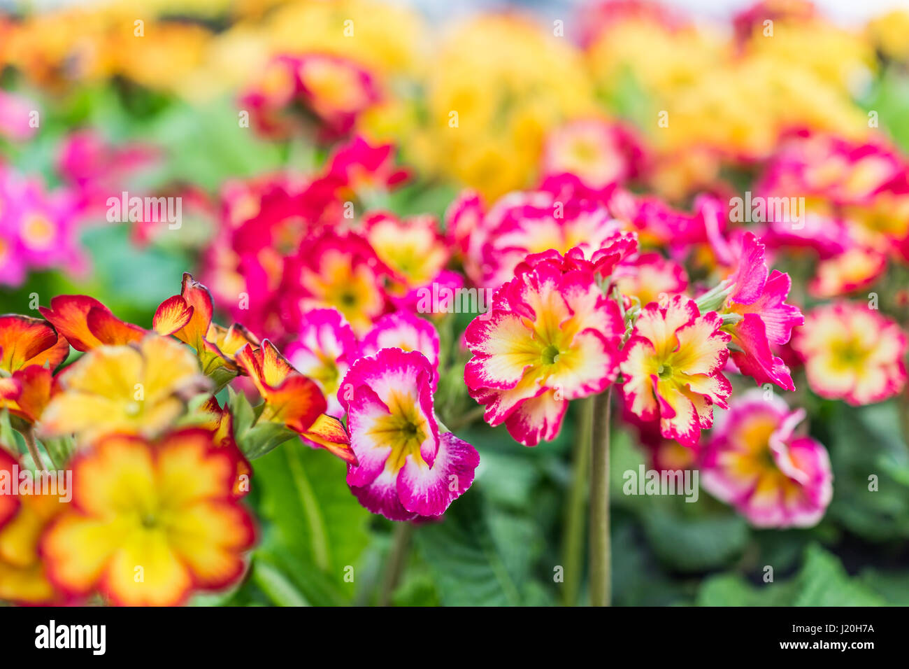 Colorful pink and orange primrose primula flower macro closeup Stock Photo
