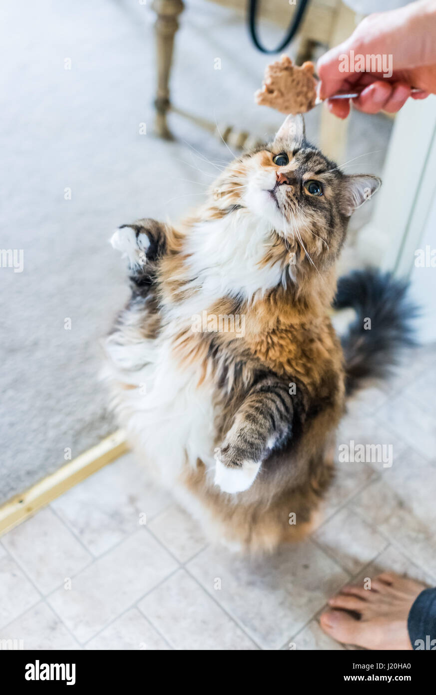 Calico maine coon cat standing up on hind legs for wet canned food