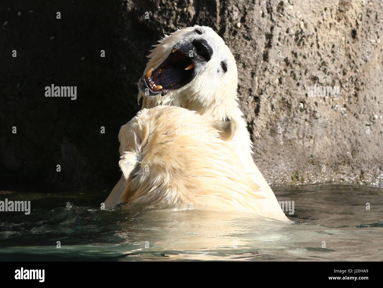 Aggressive Polar bears (Ursus maritimus) fighting in the water, one snarling Stock Photo