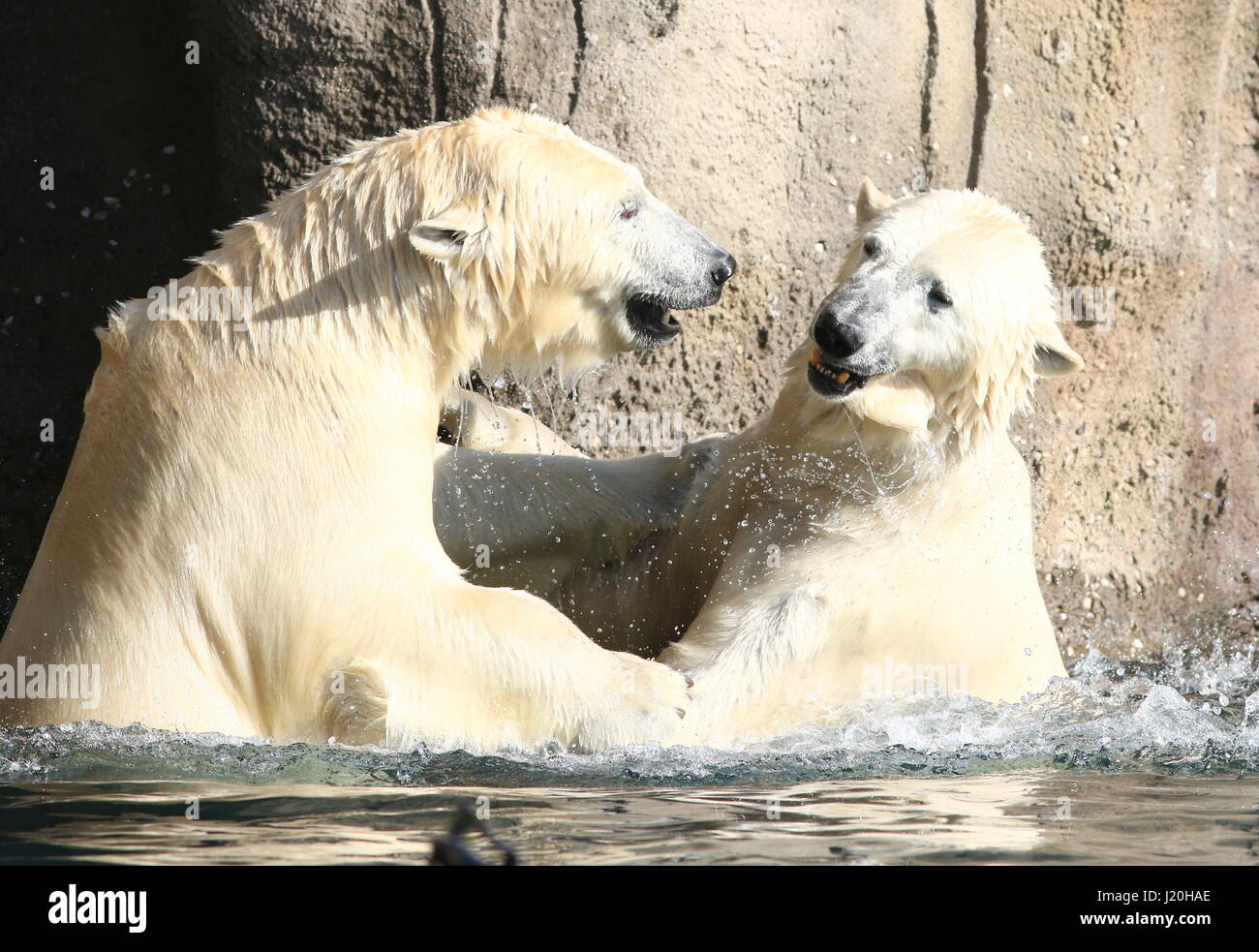 Aggressive Polar bears (Ursus maritimus) fighting in the water Stock Photo
