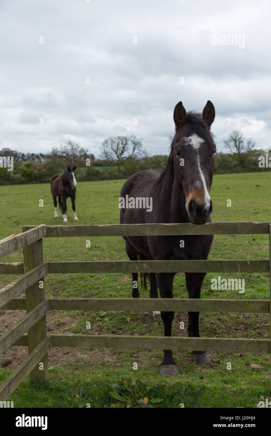 Two brown and white horses in a field Stock Photo - Alamy