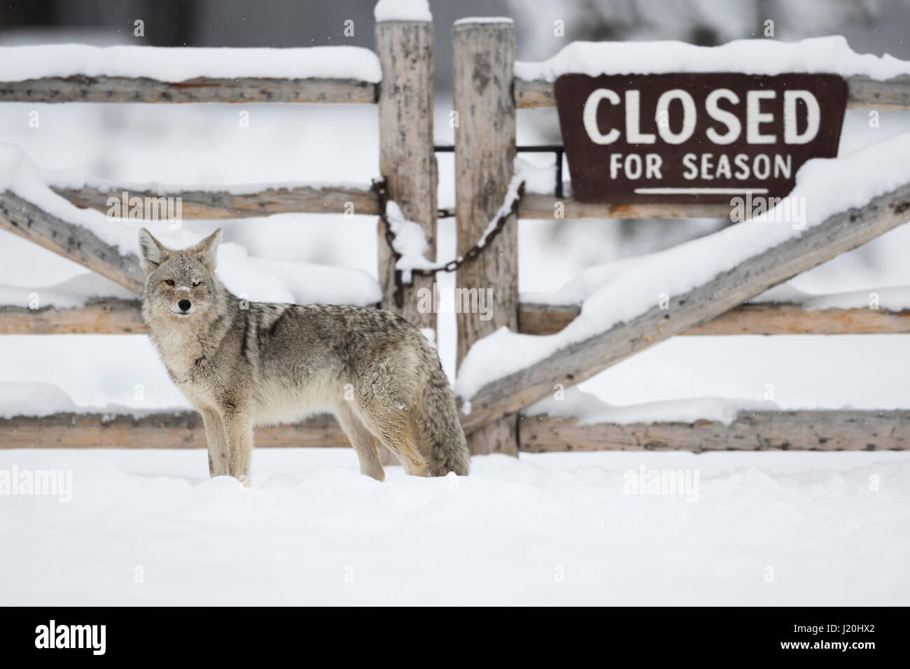 Coyote / Kojote ( Canis latrans ) standing in front of a wooden gate, closed for winter season, funny situation, lots of snow, Yellowstone NP, USA. Stock Photo