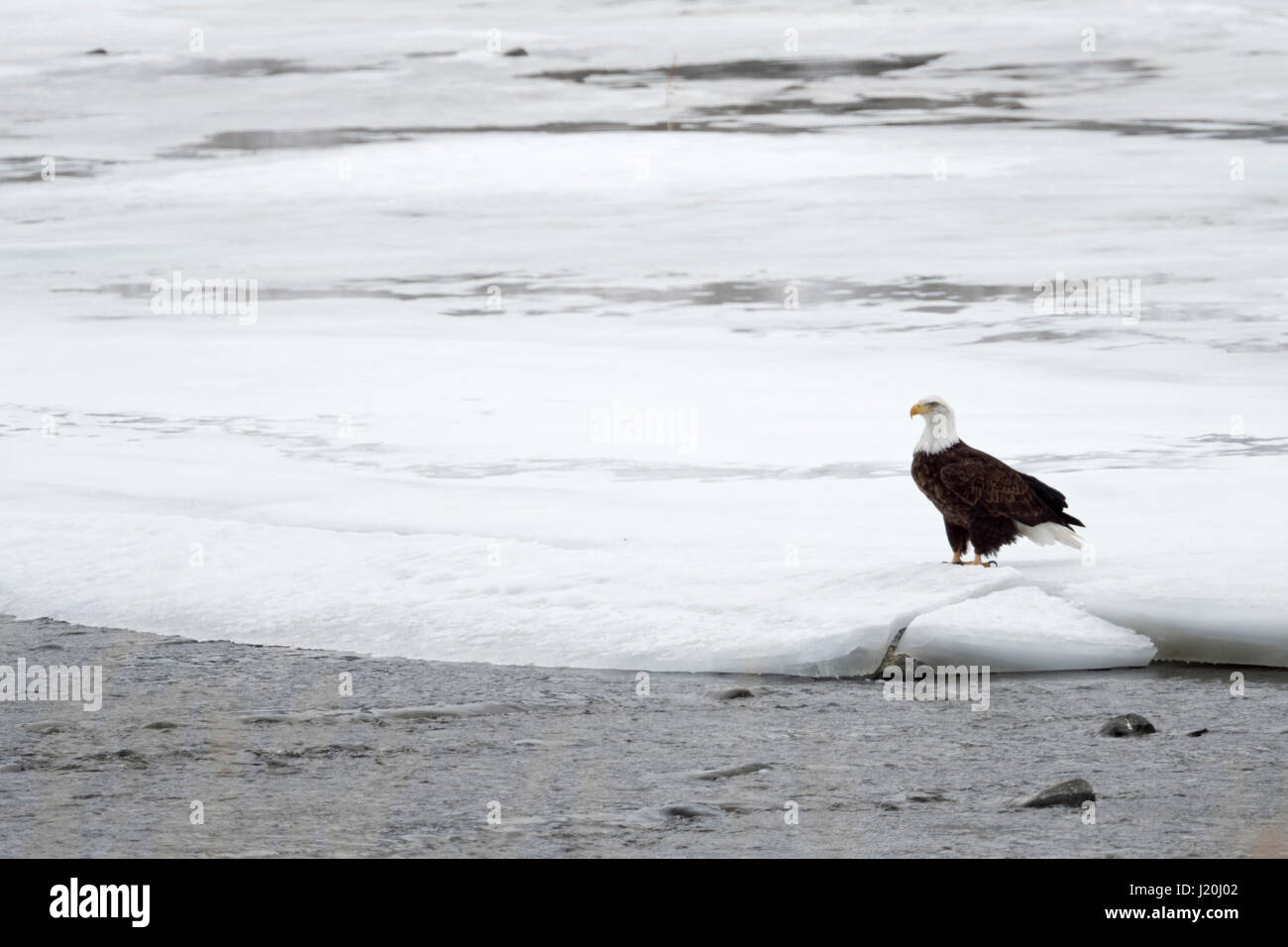 Bald Eagle / Weisskopfseeadler ( Haliaeetus leucocephalus ) in winter, sitting on the icy and snow covered bank of Yellowstone river, Montana, USA. Stock Photo