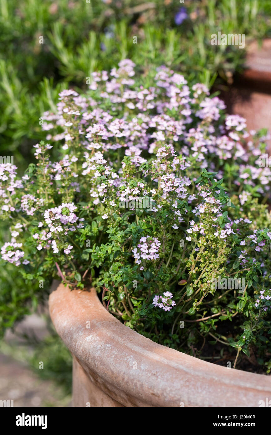 Thymus vulgaris. Porlock Thyme growing in a pot. Stock Photo