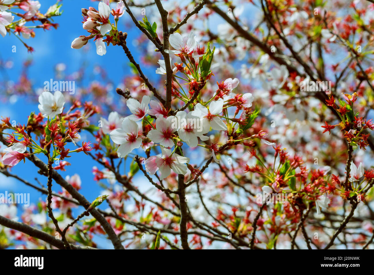 Beautiful flowering Japanese cherry Sakura. Background with flowers