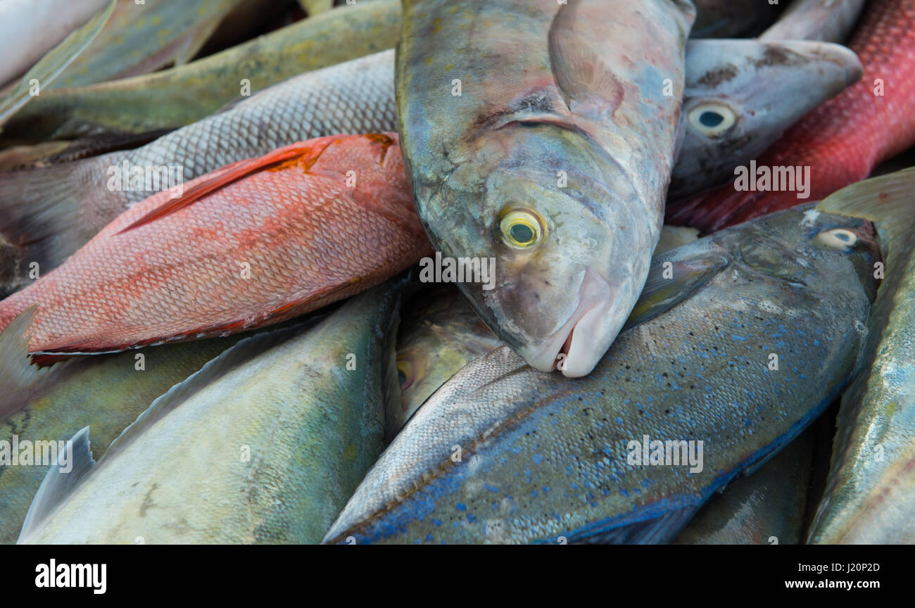 seafood at the fish market Stock Photo Alamy