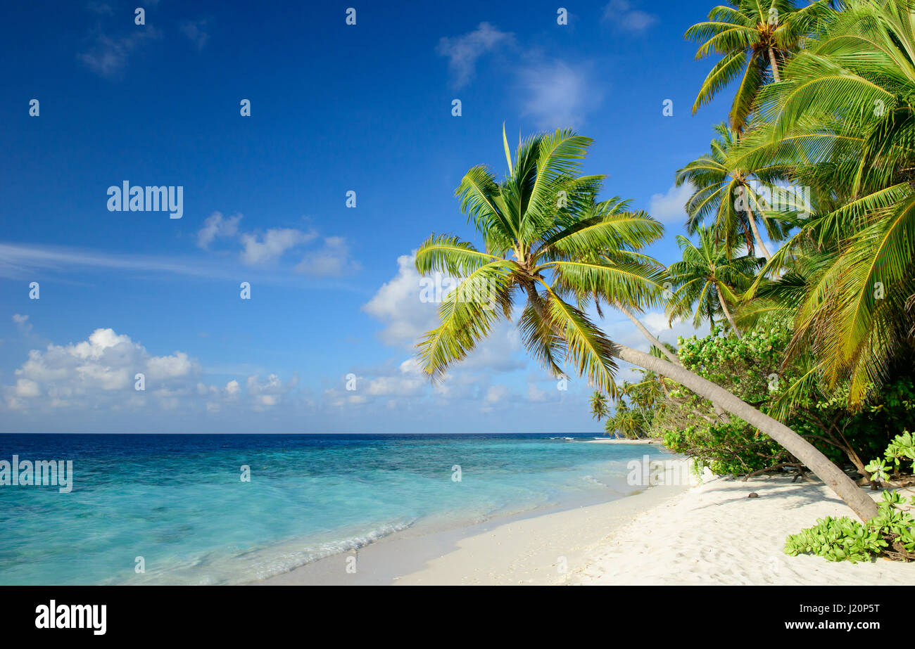 beautiful beach with palm trees on a maldives island Stock Photo - Alamy