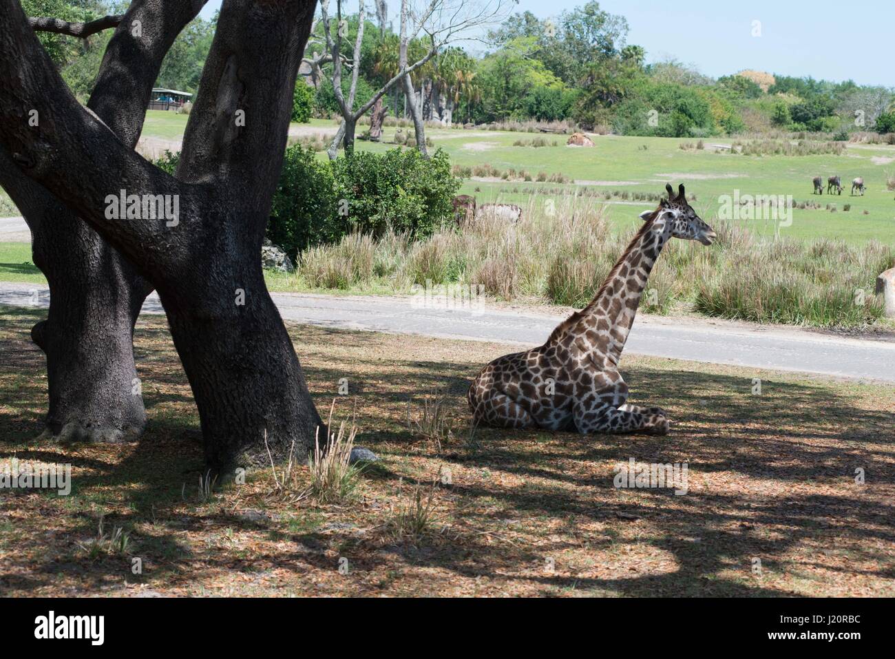 Giraffe At animal kingdom, Disney world Florida Stock Photo - Alamy