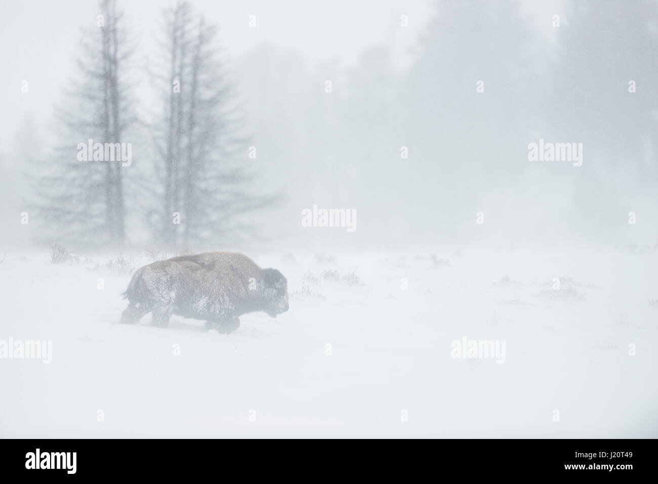 American bison / Amerikanischer Bison ( Bison bison ) in a blizzard, single adult, walking through blowing snow, Yellowstone National Park, Wyoming, U Stock Photo