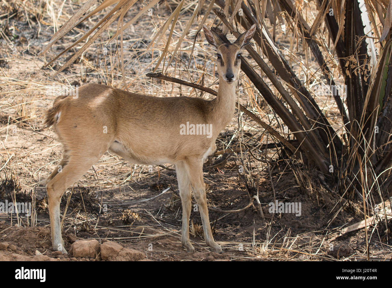 female oribi standing under the dried leaves of the palm tree in the shrub savanna in the dry season Stock Photo