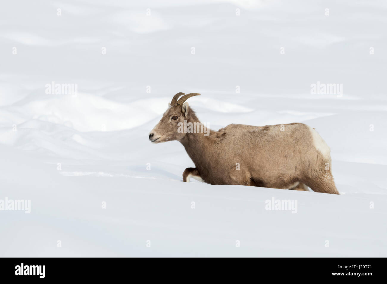 Rocky Mountain Bighorn Sheep / Dickhornschaf ( Ovis canadensis ) in winter, single female, walking through deep snow, Yellowstone, USA. Stock Photo