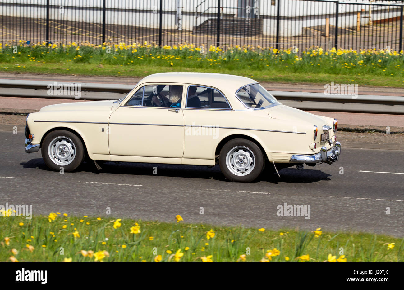 A cream coloured vintage 1968-69 G registration Volvo 121 Amazon sedan car travelling along the Kingsway West dual carriageway in Dundee, UK Stock Photo