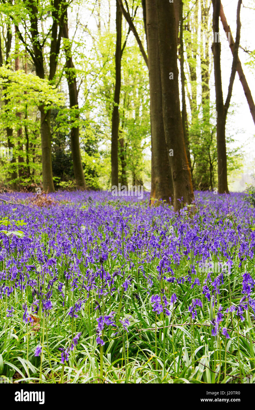 Bright bluebells growing on an english woodland floor Stock Photo - Alamy