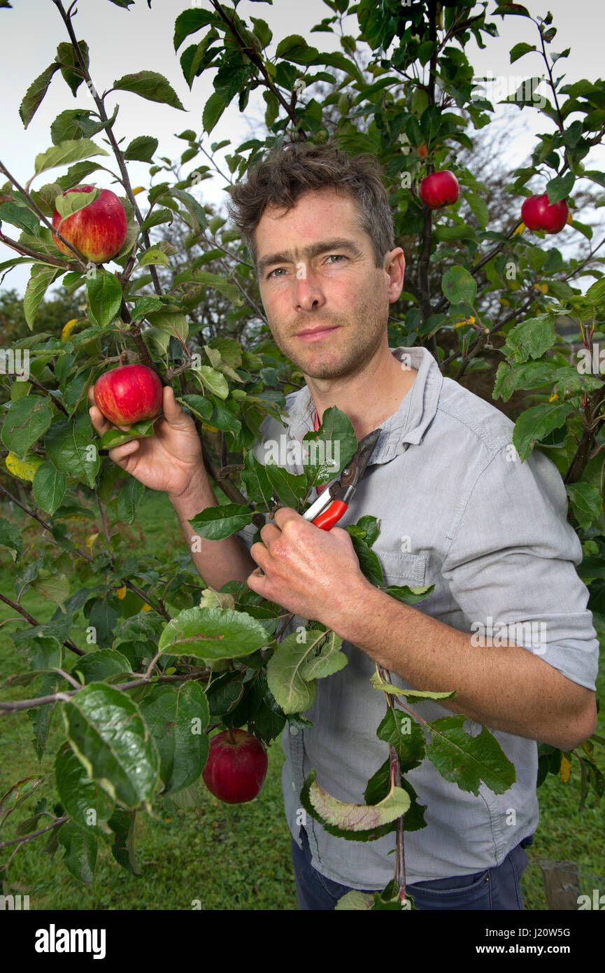 Grafting apple tree hires stock photography and images Alamy