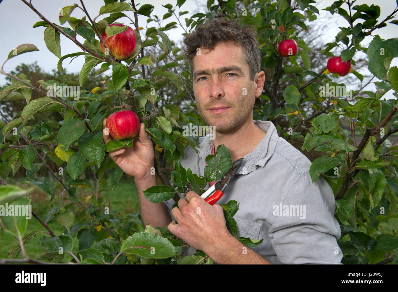 Inlay graft on Pear  stock photo by Thomas Alamy, Image: 0424739