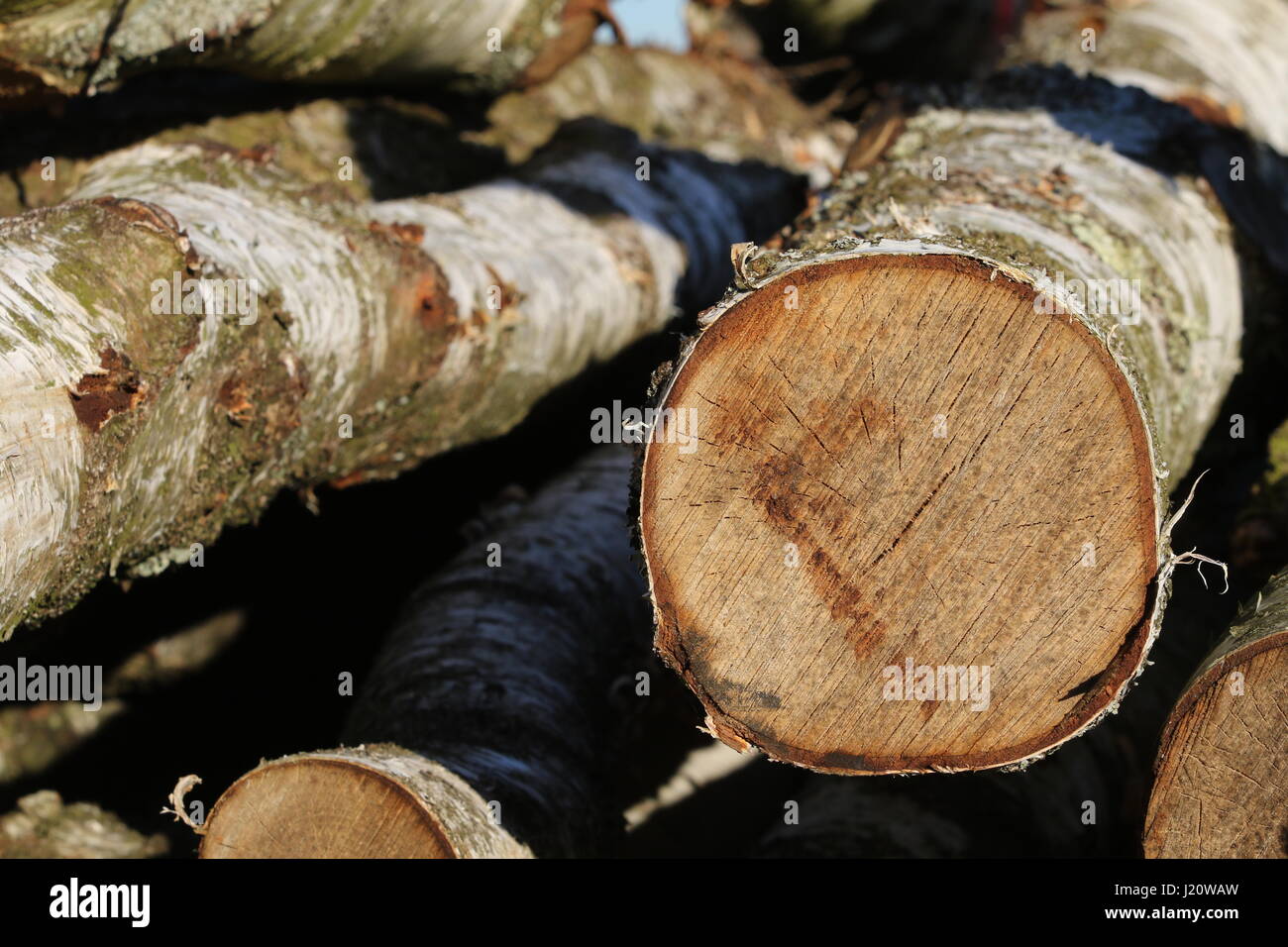 Close-up of the end of log in a log pile Stock Photo